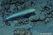 Malacanthus brevirostris blanquillo drapeau malacanthe-St Johns Dangerous reef-20m-20121022-Denis-ADER-DSC_2400_tn